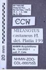 Etiketten zu Melanotus castaneus (NHMW-ZOO-COL-0007555)